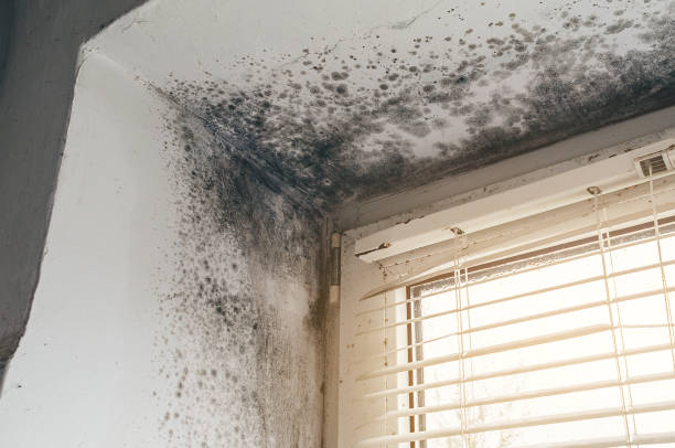 Affordable Attic Mold Remediation solutions in Joint Base Mdl, NJ